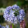 Agapanthe Full Moon -Jadine Clat Boutique Agapanthe Full Moon Agapanthus praecox subsp orientalis IF 18024 1