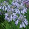 Agapanthe Celebration - Agapanthus -Jadine Clat Boutique Agapanthus Celebration 15046 1