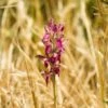 Anacamptis Sancta, Orchis Sacré - Orchidée Vivace -Jadine Clat Boutique Anacamptis sancta Orchis sacre Orchidee vivace copyright 18954 1