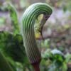 Arisaema Galeatum - Plante Cobra 1 Arisaema Galeatum - Plante Cobra -Jadine Clat Boutique Arisaema galeatum 4180 1