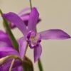 Bletilla Striata Soryu Blue Dragon - Orchidée Jacinthe Bleue -Jadine Clat Boutique Bletilla striata Soryu V 5034 1