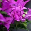 Bougainvillier Violet De Mèze -Jadine Clat Boutique Bougainvillea spectoglabra Violet de meze 83235 1