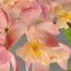 Calanthe Arizona Dream - Orchidée Vivace -Jadine Clat Boutique Calanthe Arizona Dream Orchidee vivace IF 18958 1