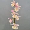 Calanthe Pink & Cream - Orchidée Vivace -Jadine Clat Boutique Calanthe Pink Cream Orchidee vivace IF 18955 1
