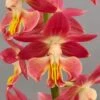 Calanthe Red Sunset - Orchidée Vivace -Jadine Clat Boutique Calanthe Red Sunset Orchidee vivace IF 18957 1