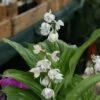 Calanthe Aristulifera - Ochidée Vivace -Jadine Clat Boutique Calanthe aristulifera 5030 1