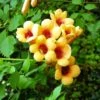 Campsis Radicans Judy - Bignone De Virginie -Jadine Clat Boutique Campsis radicans Judy 681443 1
