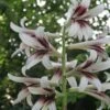 Cardiocrinum Giganteum - Lis Géant De L'Himalaya -Jadine Clat Boutique Cardiocrinum giganteum 82943 1