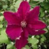 Clématite - Clematis Ernest Marckham -Jadine Clat Boutique Clematis Ernest Marckham 681496 1