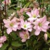 Clématite - Clematis Montana Rosebud -Jadine Clat Boutique Clematis Montana Rosebud 681437 1