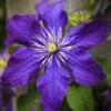 Clématite - Clematis Rhapsody -Jadine Clat Boutique Clematis Rhapsody copyright 10116711 1