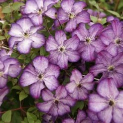 Clématite - Clematis Super Nova