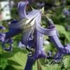 Clematis Heracleifolia Côte D'Azur 2/3L -Jadine Clat Boutique Clematis heracleifolia Cote d Azur 87807 1