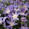 Clématite - Clematis Integrifolia Blue River -Jadine Clat Boutique Clematis integrifolia Blue River IF 1009691 1