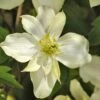 Clématite - Clematis Montana Montana Morning Yellow -Jadine Clat Boutique Clematis montana Montana Morning Yellow V 18331 1