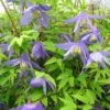 Clématite - Clematis Alpina -Jadine Clat Boutique Clematite Clematis alpina 87828 1
