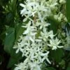Clématite - Clematis Armandii Little White Charm -Jadine Clat Boutique Clematite Clematis armandii Little White Charm IF 6813641 1