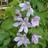 Clématite - Clematis Diversifolia River Star -Jadine Clat Boutique Clematite Clematis diversifolia River Star IF 6814921 1