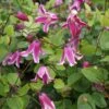 Clématite - Clematis Viticella Etoile Rose 1 Clématite - Clematis Viticella Etoile Rose -Jadine Clat Boutique Clematite Clematis viticella Etoile Rose IF 6814971 1