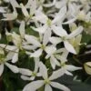 Clématite - Clematis Armandii Snowdrift -Jadine Clat Boutique Clematite armandii Snowdrift 83607 1