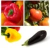 Collection "Ratatouille" De 5 Plants Potagers GREFFES -Jadine Clat Boutique Collection de 5 plants potagers greff s 4248 1