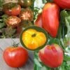 Collection De 5 Tomates Anciennes Bio - Ferme De Sainte-Marthe -Jadine Clat Boutique Collection de 5 tomates anciennes Bio Ferme de Sainte Marthe 70042 1