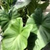 Colocasia Black Stem - Oreille D'Eléphant -Jadine Clat Boutique Colocasia Black Stem copyright 838991 1