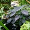 Colocasia Black Magic - Oreille D'Eléphant -Jadine Clat Boutique Colocasia Black magic 83271 1