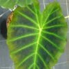 Colocasia Imperial Gigante - Oreille D'Eléphant 1 Colocasia Imperial Gigante - Oreille D'Eléphant -Jadine Clat Boutique Colocasia Imperial Gigante 83273 1