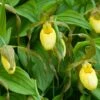 Cypripedium Kristi Lyn - Sabot De Vénus Hybride -Jadine Clat Boutique Cypripedium Kristi Lyn Sabot de Venus hybride copyright 173610 1