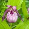 Cypripedium Lucy Pinkepank - Orchidée De Jardin Hybride, Sabot De Vénus -Jadine Clat Boutique Cypripedium Lucy Pinkepank copyright 17362 1
