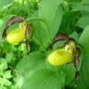 Cypripedium Calceolus - Sabot De Venus -Jadine Clat Boutique Cypripedium calceolus ld urjsa 80044 1