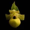 Cypripedium Flavum - Sabot De Vénus Jaune Pâle -Jadine Clat Boutique Cypripedium flavum 80352 1
