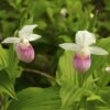 Cypripedium Reginae - Sabot De Venus -Jadine Clat Boutique Cypripedium reginae 8159 1
