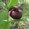 Cypripedium Smithii - Sabot De Vénus Rouge Pourpre -Jadine Clat Boutique Cypripedium smithii 80349 1