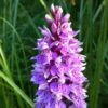 Dactylorhiza Maculata, Orchis Tacheté - Orchidée Terrestre Et Vivace 2 Dactylorhiza Maculata, Orchis Tacheté - Orchidée Terrestre Et Vivace -Jadine Clat Boutique Dactylorhiza maculata 8161 1