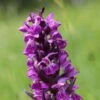 Dactylorhiza Majalis - Orchis De Mai Ou à Feuilles Larges -Jadine Clat Boutique Dactylorhiza majalis 8893 1