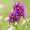 Dactylorhiza Purpurella, Orchis Pourpre - Orchidée Vivace De Jardin -Jadine Clat Boutique Dactylorhiza purpurella copyright 8163111 1
