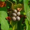 Igname De Chine - Dioscorea Batatas -Jadine Clat Boutique Dioscorea polystachya 89860 1