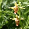 Epipactis Gigantea - Helleborine -Jadine Clat Boutique Epipactis gigantea 80426 1