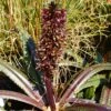 Eucomis Freckles - Eucomide Panachée 1 Eucomis Freckles - Eucomide Panachée -Jadine Clat Boutique Eucomis Freckles V 5029 1