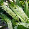 Eucomis Playa Blanca® - Eucomide -Jadine Clat Boutique Eucomis Playa Blanca V 4189 1