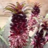 Eucomis Vandermerwei - Eucomide Panachée -Jadine Clat Boutique Eucomis vandermerwei 4176 1