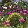Harmonie De Tulipes Clair Obscur -Jadine Clat Boutique Harmonie Clair Obscur Jardin Ulting Wick Clive Nichols MAP 68232 1