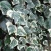 Lierre Des Canaries - Hedera Algeriensis Gloire De Marengo -Jadine Clat Boutique Hedera algeriensis Gloire de Marengo 83634 1