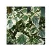 Lierre Commun - Hedera Helix Marginata Elegantissima -Jadine Clat Boutique Hedera helix Marginata Elegantissima 83633 1