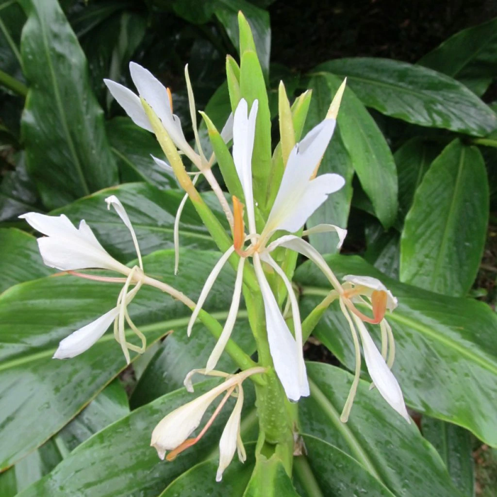 Hedychium Forrestii 3 Hedychium Forrestii