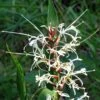 Hedychium Villosum Var. Tenuiflorum - Gingembre D'ornement -Jadine Clat Boutique Hedychium villosum Tenuiflorum Gingembre d ornement V 18037 1