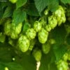 Houblon HOPS (Humulus) - Véritable Houblon De Brassage -Jadine Clat Boutique Houblon HOPS Humulus Veritable houblon de brassage copyright 17596 1