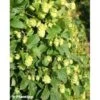 Houblon - Humulus Lupulus Prima Donna -Jadine Clat Boutique Humulus lupulus Prima Donna 86224 1